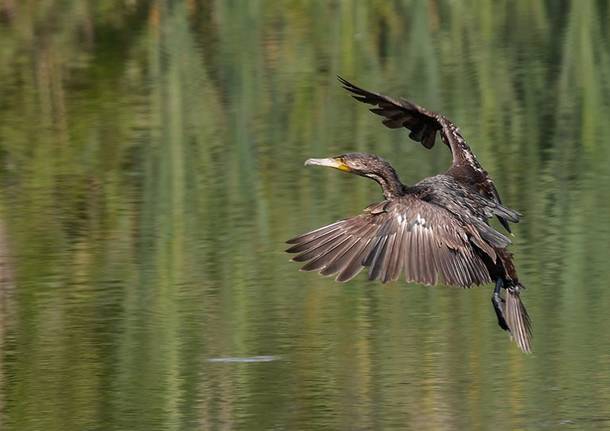 cormorano al Plis dei Mulini