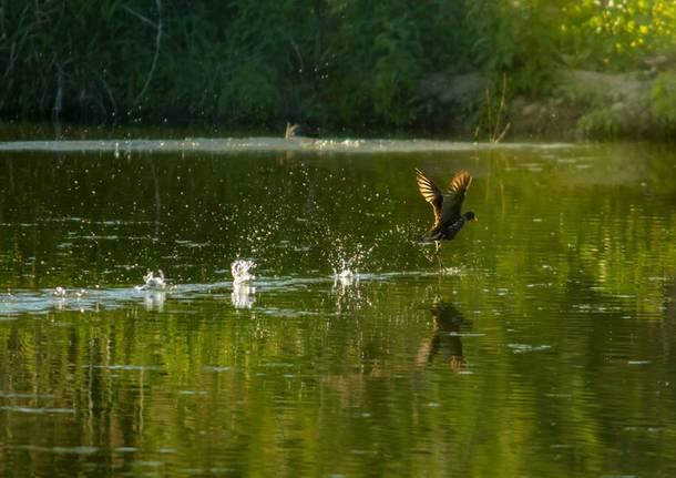 Gallinella alla Foppa di San Vittore Olona