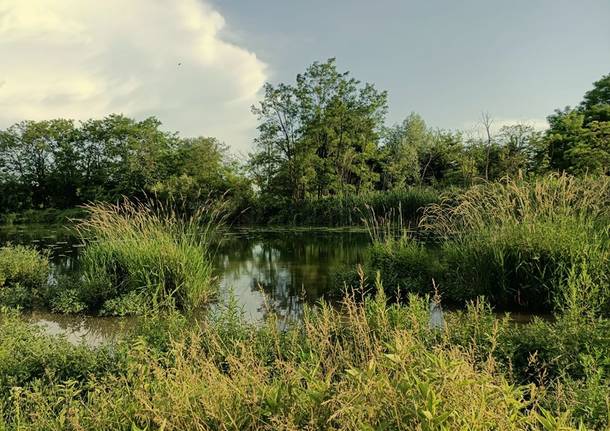 Foppa di San Vittore Olona