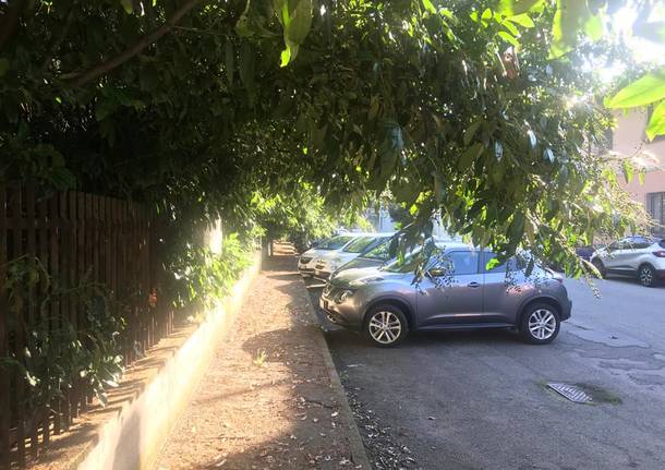 Invasione di verde tra via G.Bruno e via Boccaccio