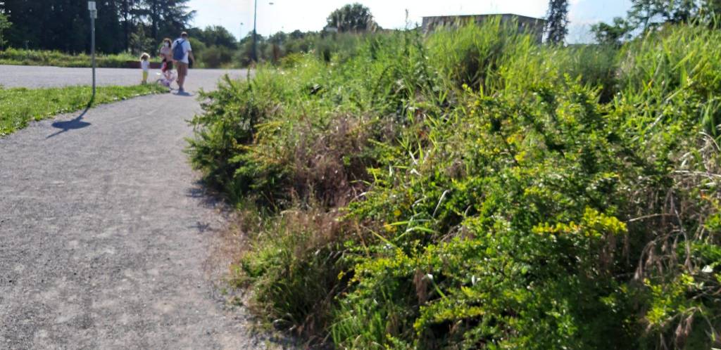 Legnano e il verde, forse un po' troppo