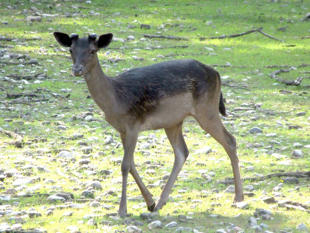 Parco degli Aironi