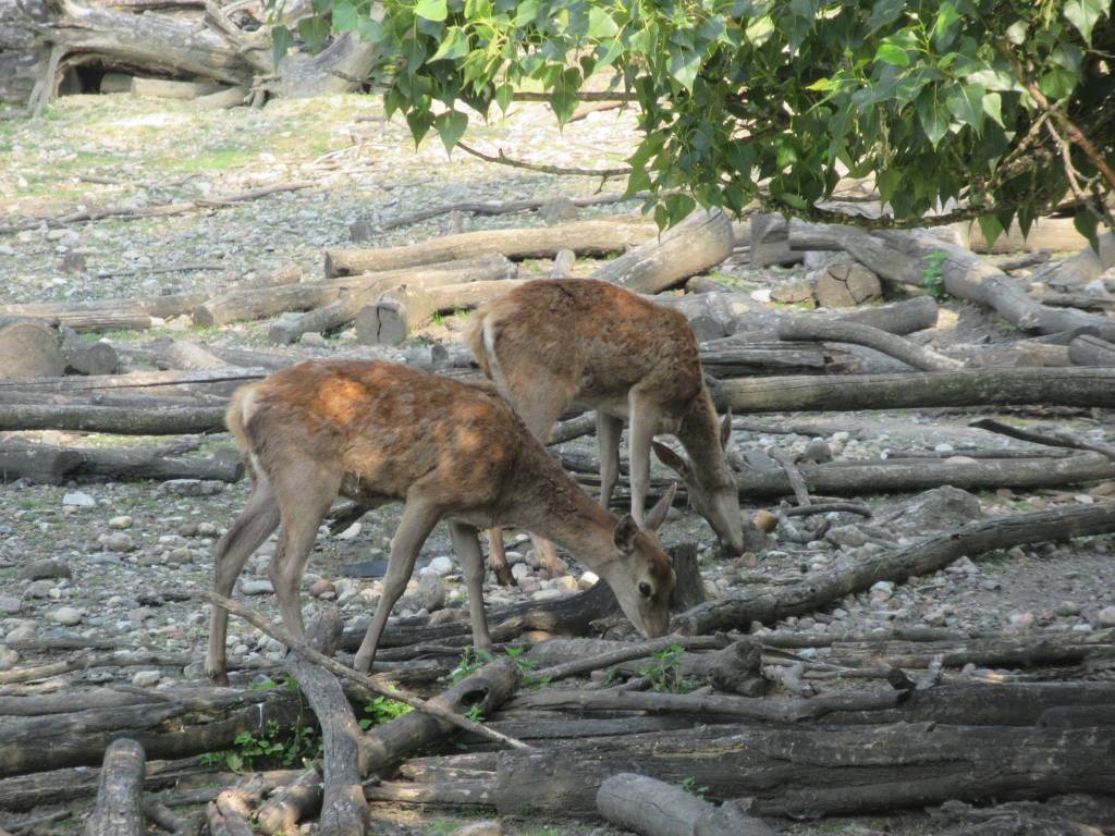 Parco degli Aironi