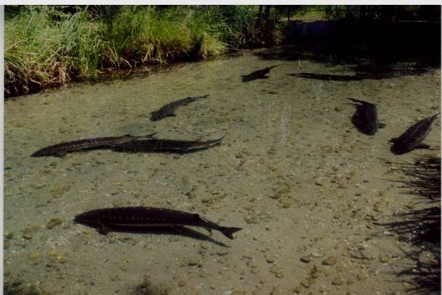 parco ittico paradiso