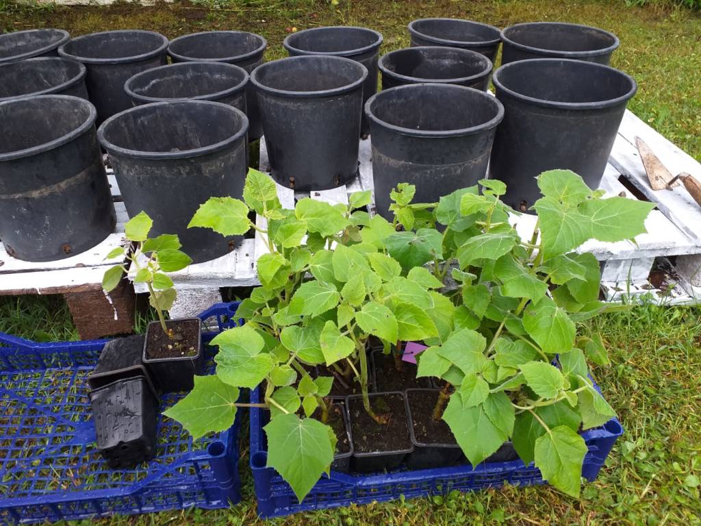 paulownia busto arsizio tallarida laura rogora