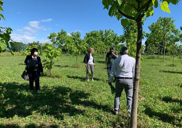 paulownia busto arsizio tallarida laura rogora