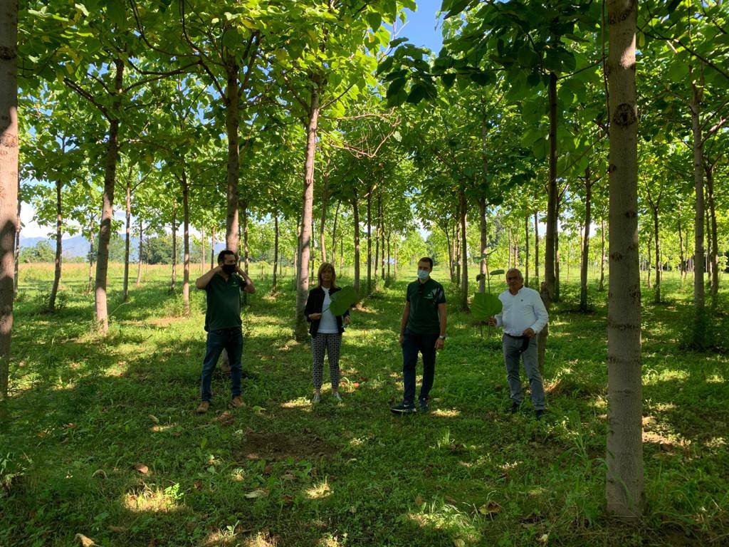 paulownia busto arsizio tallarida laura rogora