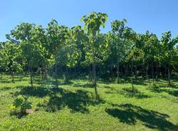 paulownia busto arsizio tallarida laura rogora