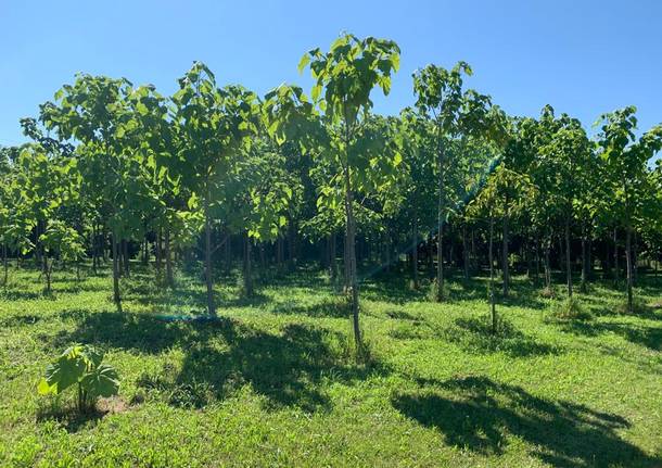 paulownia busto arsizio tallarida laura rogora