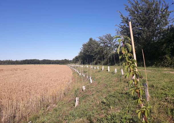 Progetto "Sistemi Verdi": gli interventi realizzati nel Parco dei Mughetti 