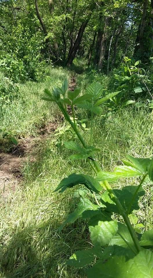 Taglio di erba e rovi al Parco dei Mughetti