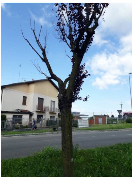 Alberi da abbattere Cislago