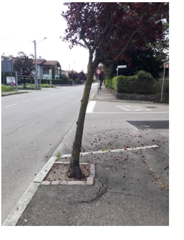 Alberi da abbattere Cislago