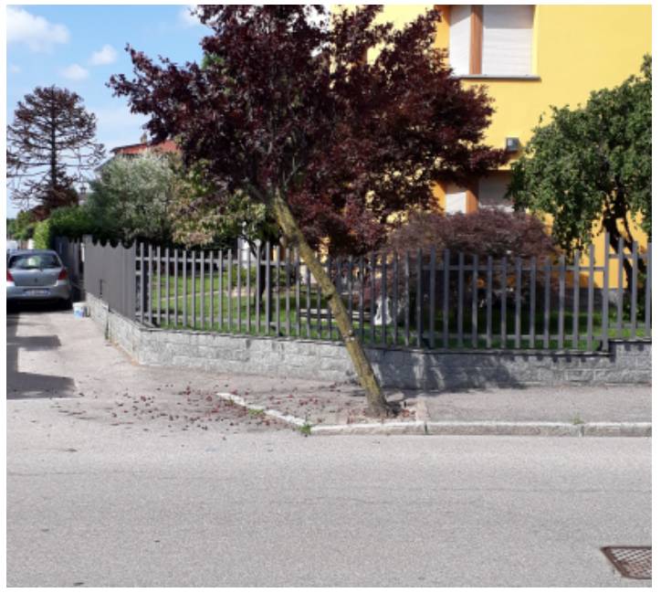 Alberi da abbattere Cislago