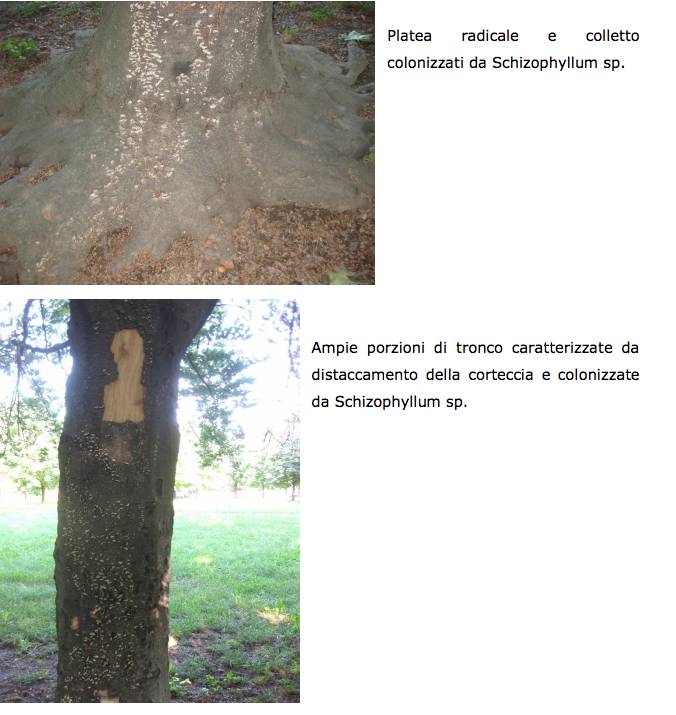 Alberi da abbattere Cislago