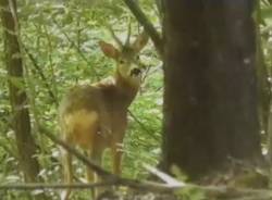 Alla scoperta della fauna del Parco Pineta: Massimo racconta la sua passione per la natura