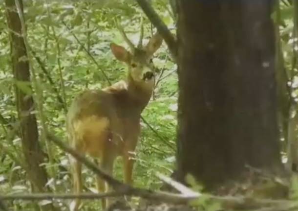 Alla scoperta della fauna del Parco Pineta: Massimo racconta la sua passione per la natura