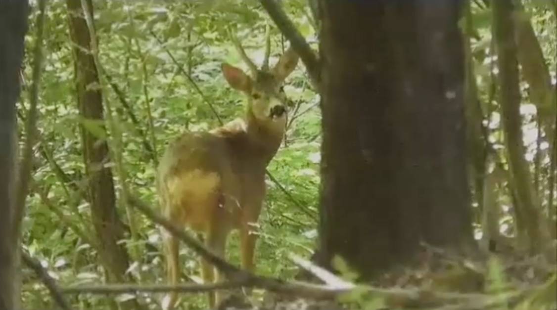 Alla scoperta della fauna del Parco Pineta: Massimo racconta la sua passione per la natura