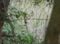 Alla scoperta della fauna del Parco Pineta: Massimo racconta la sua passione per la natura