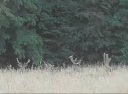 Alla scoperta della fauna del Parco Pineta: Massimo racconta la sua passione per la natura