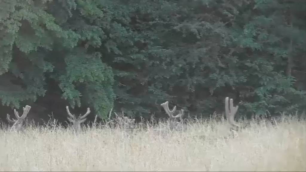 Alla scoperta della fauna del Parco Pineta: Massimo racconta la sua passione per la natura