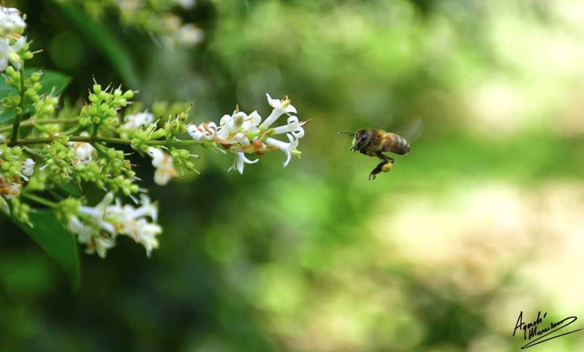 api al parco del roccolo