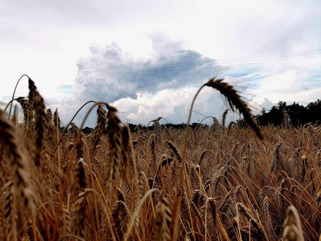 Campi di grano e temporale