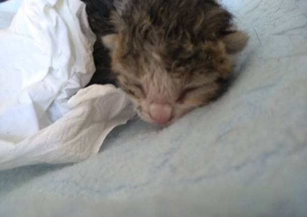 Abbiamo trovato un gattino abbandonato