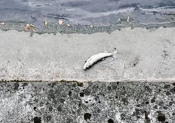 Pesci morti nell’Olona