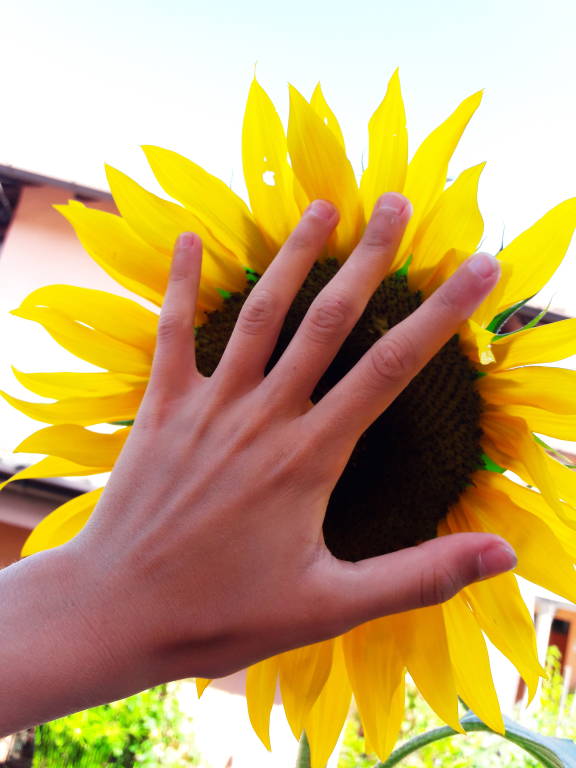 il girasole giallo