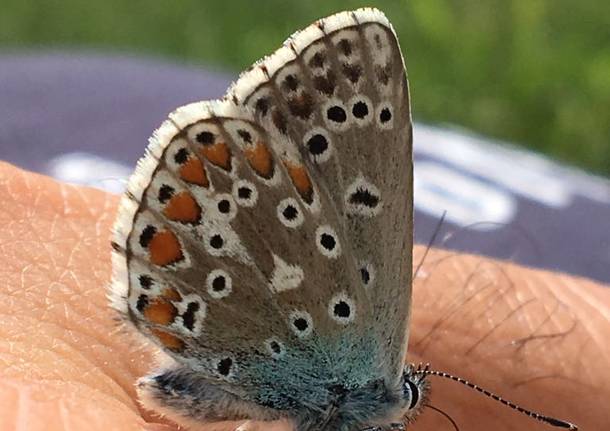 La farfalla si é posata sulla mano