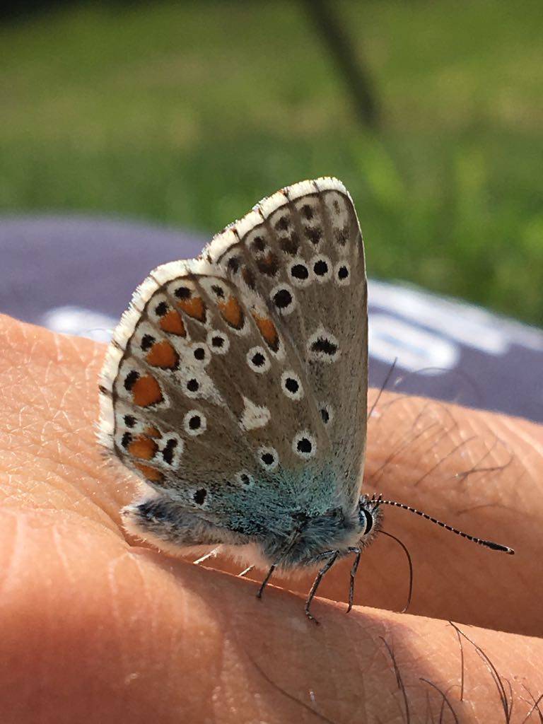 La farfalla si é posata sulla mano.