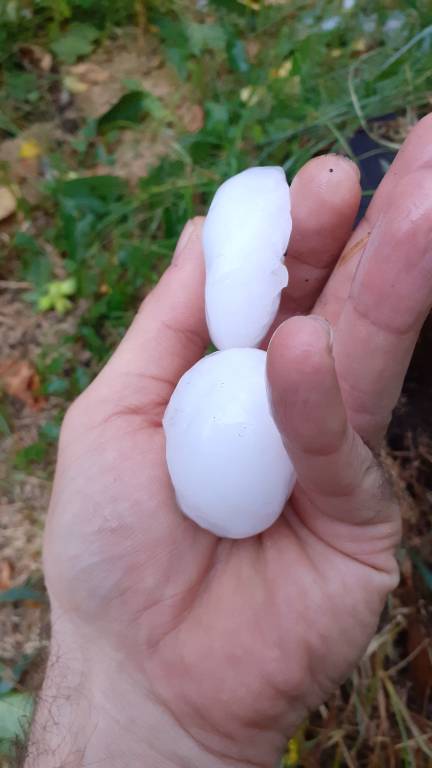 Granadine di grosse dimensioni ai Collodri