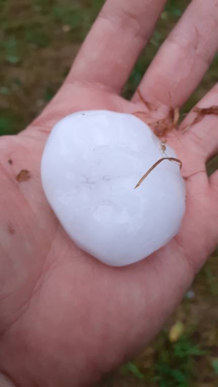 Granadine di grosse dimensioni ai Collodri