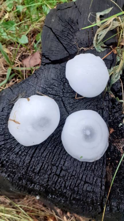 Granadine di grosse dimensioni ai Collodri