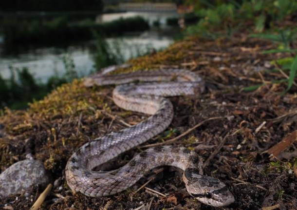 colubride di riccioli serpente 