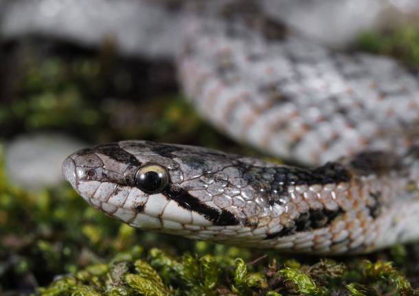 colubride di riccioli serpente 