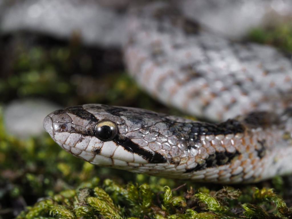 colubride di riccioli serpente 