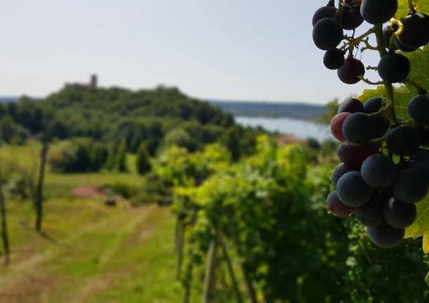 Earth Rebels - il vino ritrovato