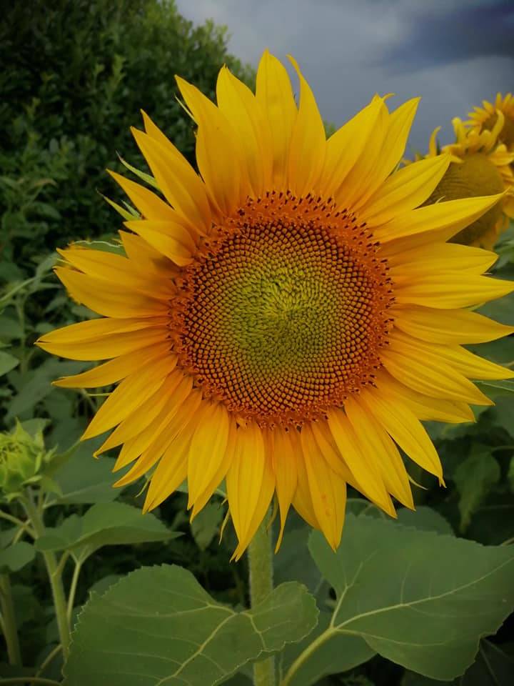 Girasoli e temporale