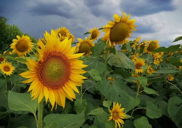 Girasoli e temporale