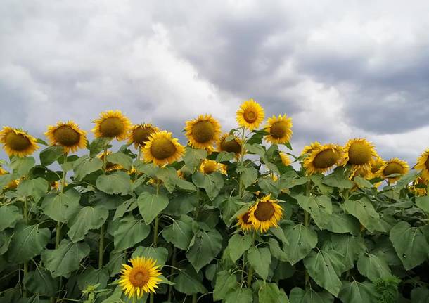 Girasoli e temporale