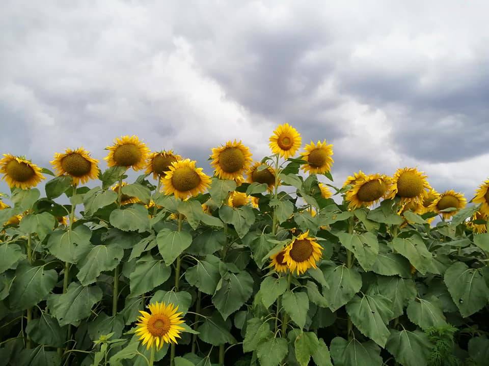 Girasoli e temporale