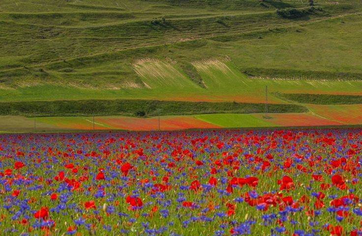  I colori delle fiuriture di Castelluccio di Norcia 