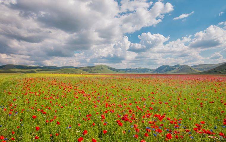  I colori delle fiuriture di Castelluccio di Norcia 