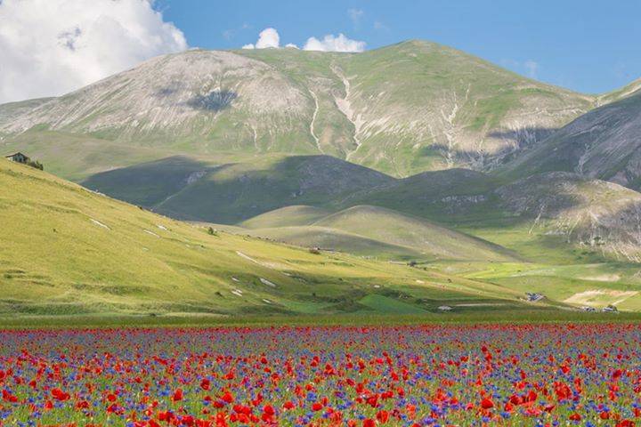 I colori delle fiuriture di Castelluccio di Norcia 