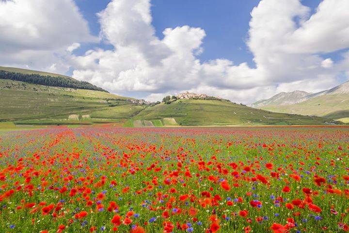  I colori delle fiuriture di Castelluccio di Norcia 