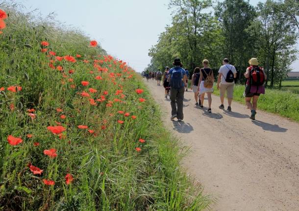 La Via Francisca - 135 chilometri a piedi tra natura, arte e bellezza