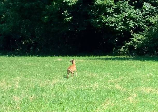Muflone in difficoltà a Cittiglio 