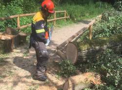 Parco delle Groane: volontari al lavoro per liberare i sentieri dagli alberi abbattuti dal nubifragio